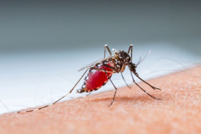 1 confirmed case of West Nile virus in Barbados