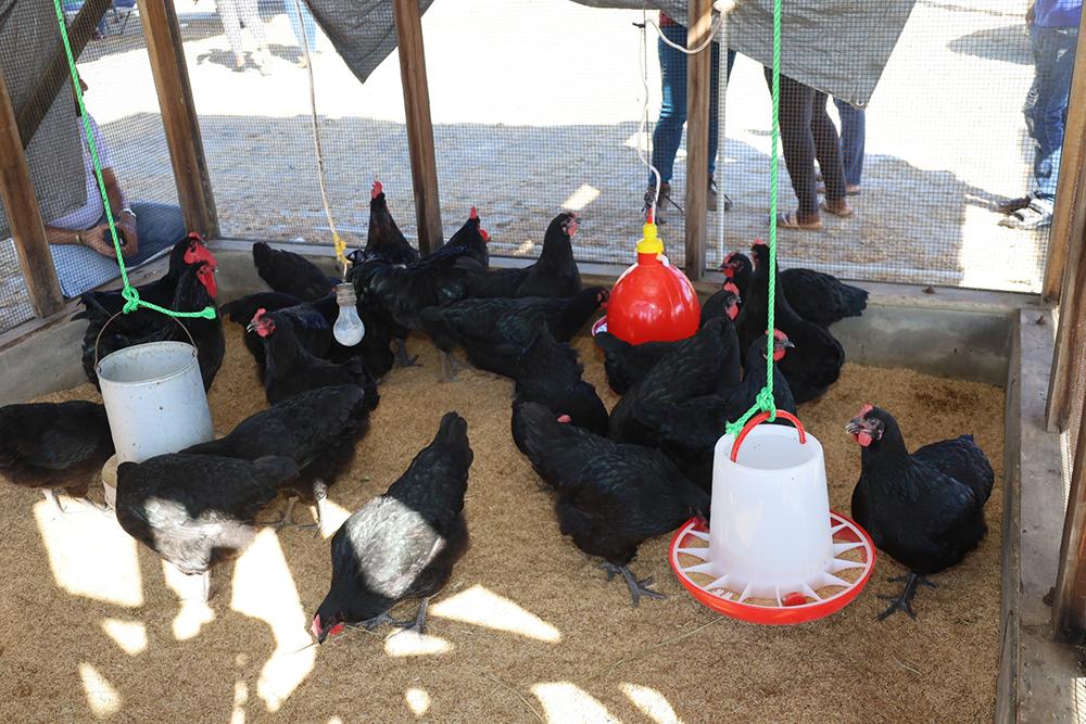 $15 M model farm commissioned at Talorgie